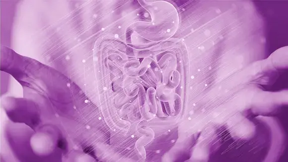 El rol de la microbiota intestinal en el sistema inmunológico El rol de la microbiota intestinal en el sistema inmunológico